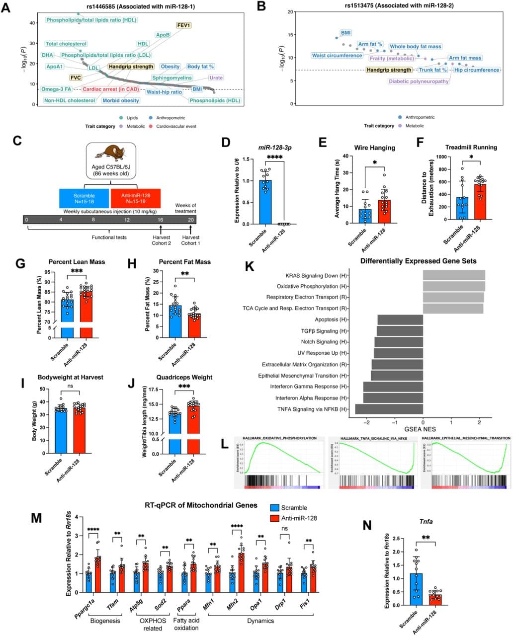 SNPs in the miR-128 loci are associated with muscle and pulmonary function in humans and anti-miR-128 improves muscle function and transcriptional programs in aged mice.
